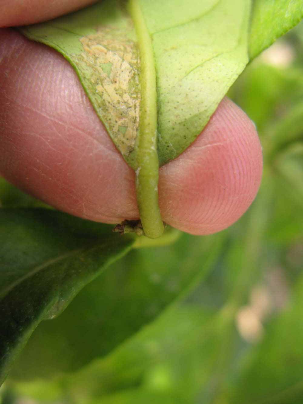              Petiole (Winter Haven, FL)       